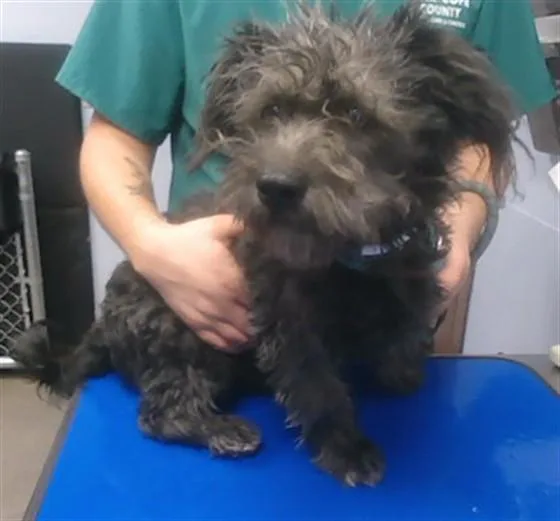 A young small-sized male Shih Tzu dog named Whirly for adoption in Phoenix, AZ