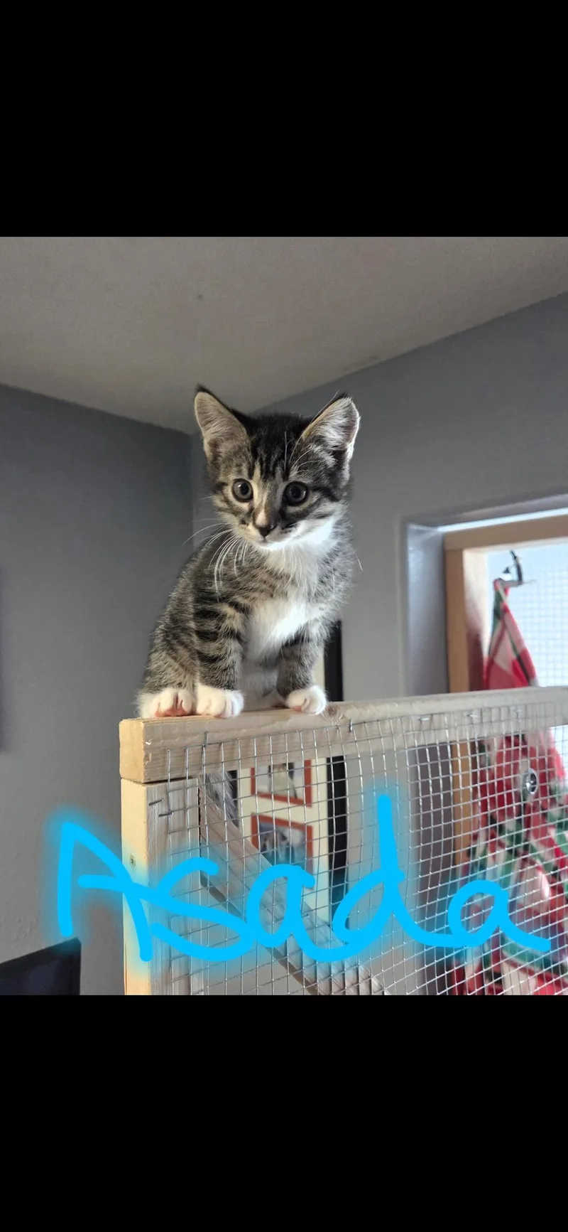 A baby small-sized female Tabby (Brown / Chocolate) Domestic Short Hair cat named Asada for adoption in Newberg, OR