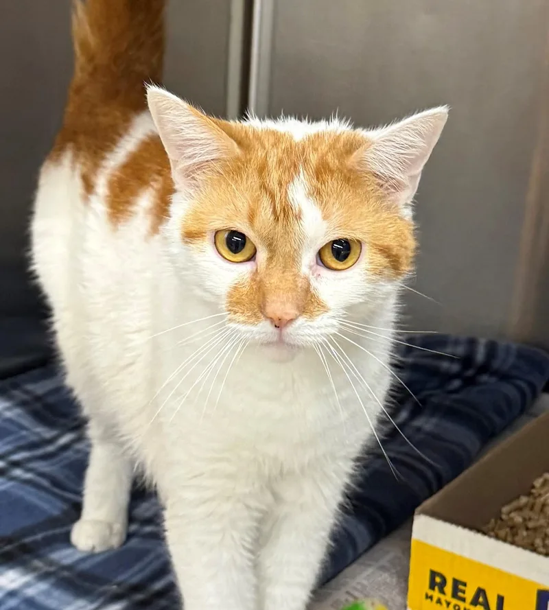 An adult medium-sized male White Domestic Short Hair cat named Golliath for adoption in Edison, NJ