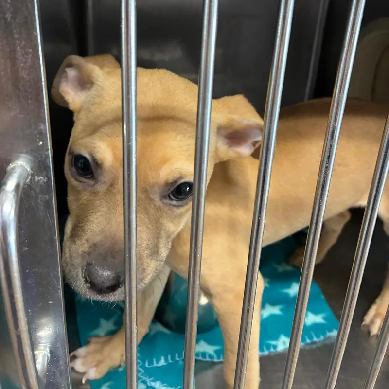 A baby small-sized female Yellow / Tan / Blond / Fawn Pit Bull Terrier dog named Lisa Frank for adoption in Northbrook, IL