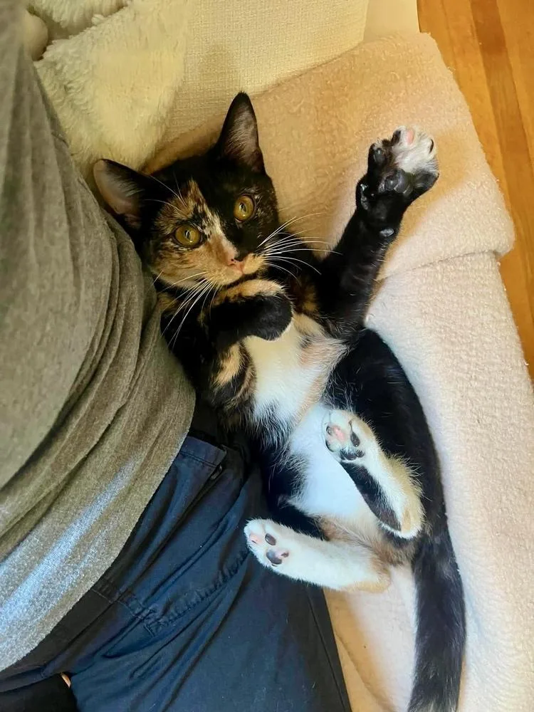 A baby small-sized female Domestic Short Hair cat named Carly for adoption in Groveland, MA