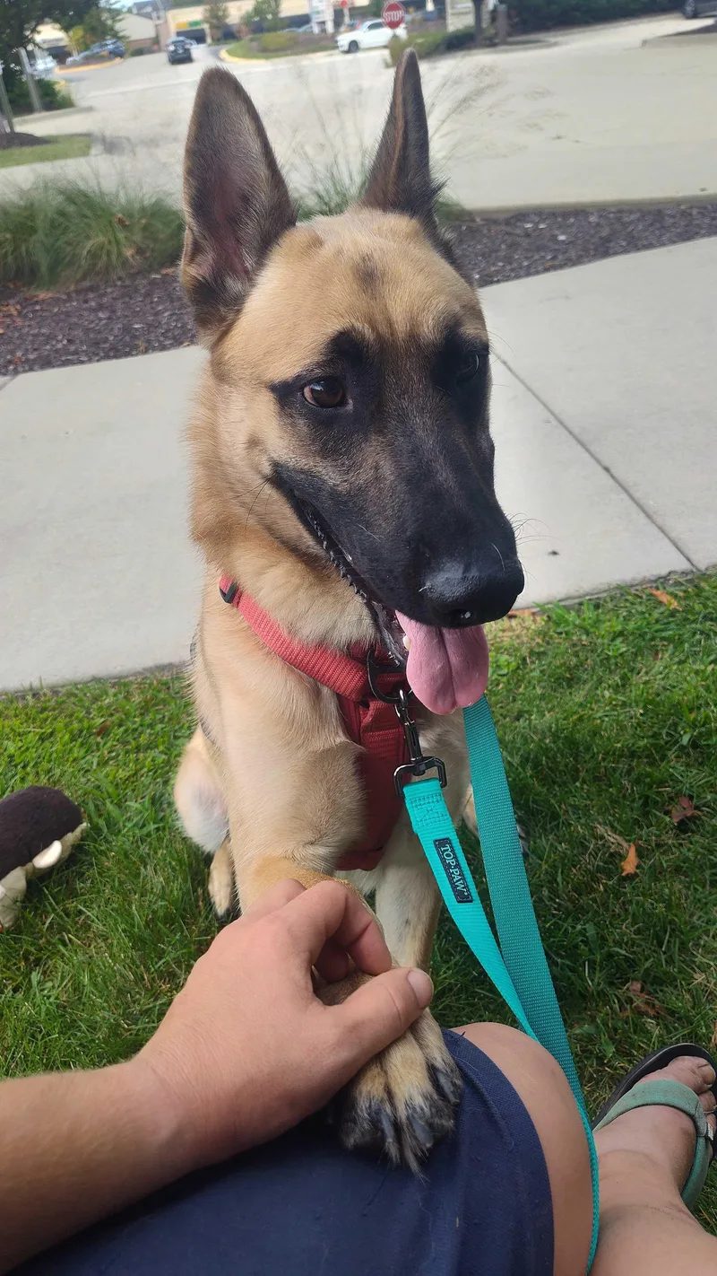 A young large-sized male Belgian Shepherd / Malinois dog named Baz for adoption in Addison, IL