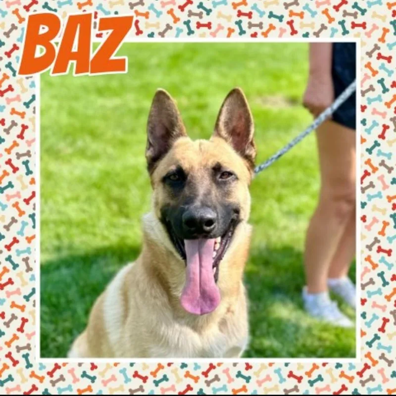 Baz thumbnail 3