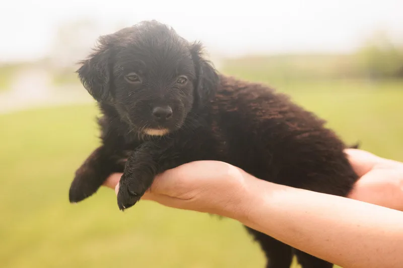 Eliza  Transport thumbnail 2