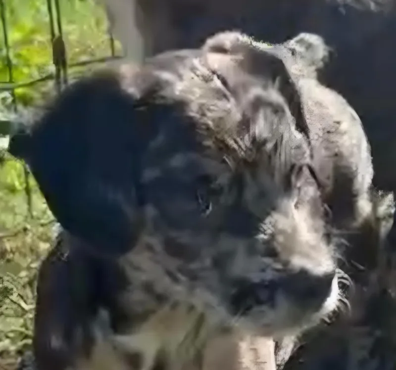 Sebastian thumbnail 2