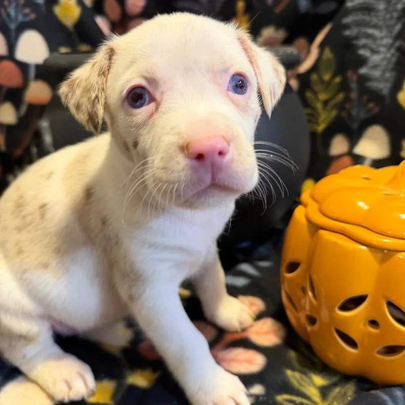 A baby medium-sized female Yellow / Tan / Blond / Fawn Mixed Breed dog named Claudia for adoption in Fredericksburg, VA