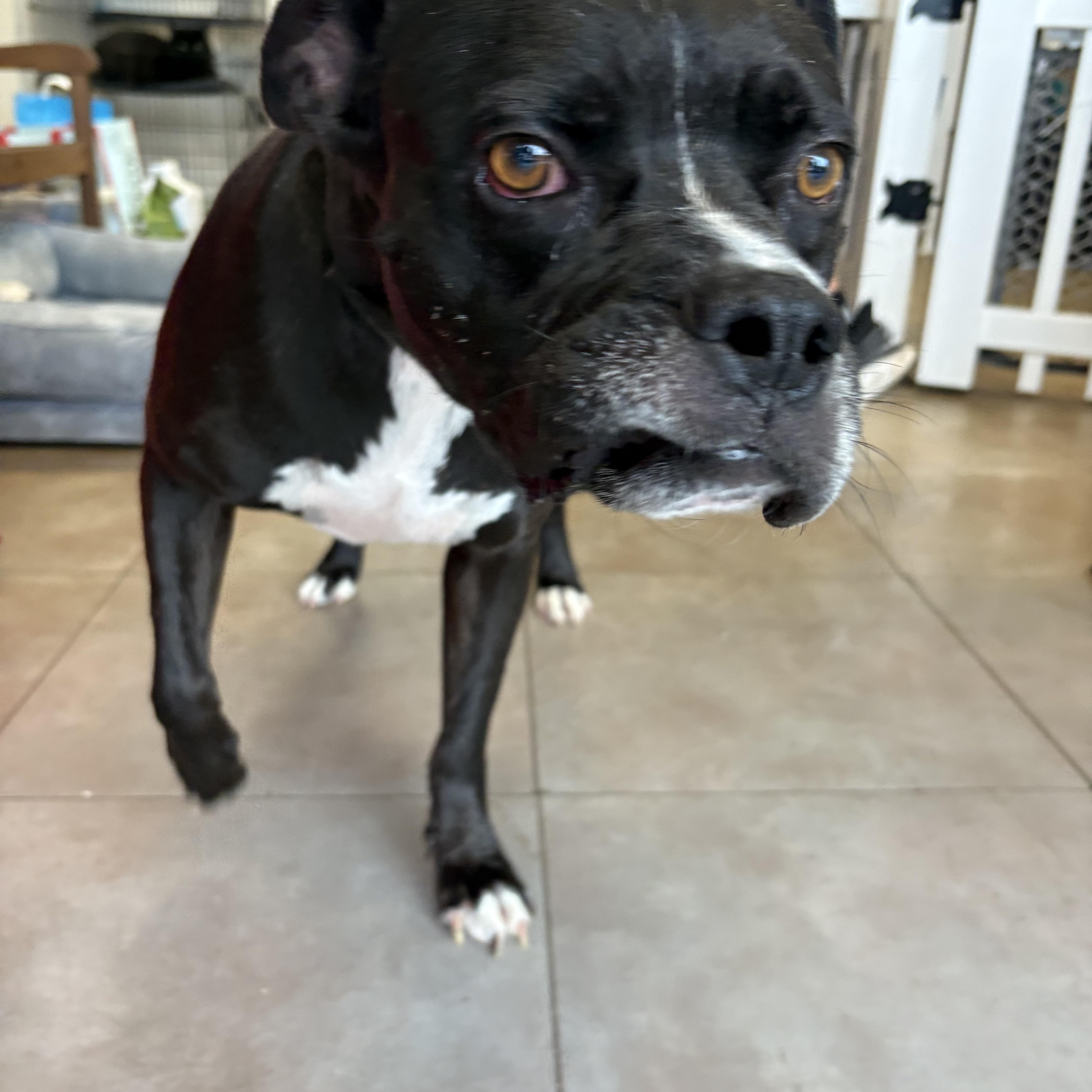 An adult medium-sized male Boxer dog named Deebo for adoption in Joliet, IL