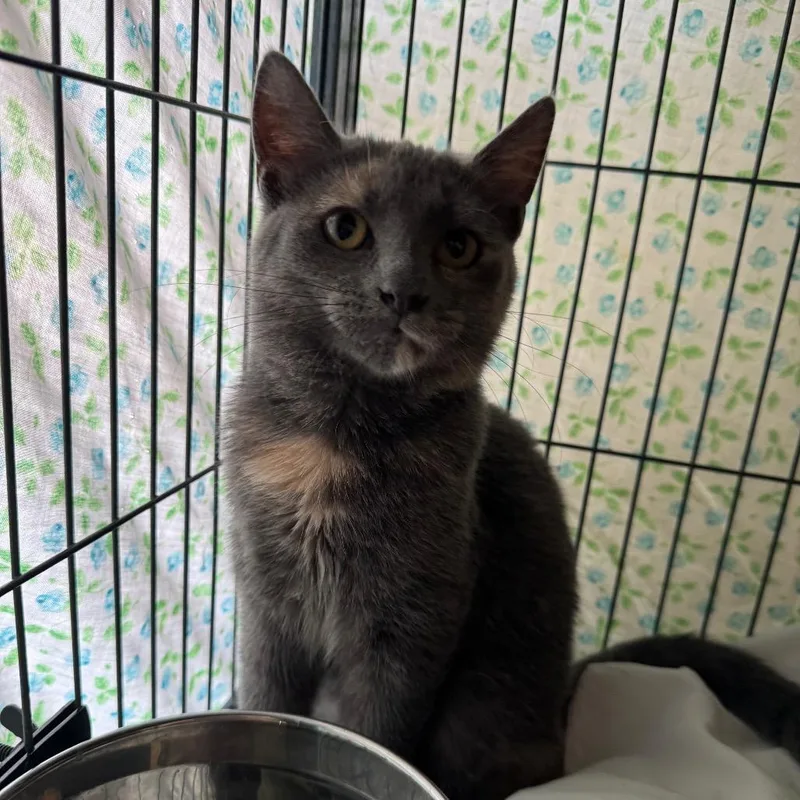 A baby small-sized female Tortoiseshell Russian Blue cat named Pop Rocks for adoption in Mount Vernon, IL