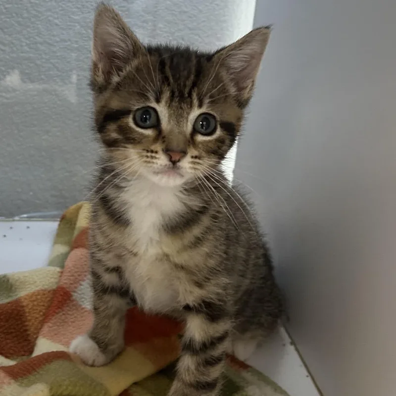 A baby small-sized male Brown / Chocolate Domestic Short Hair cat named Apollo for adoption in Hannibal, MO