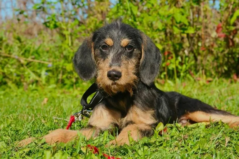 A young medium-sized male Black Mixed Breed dog named Nathan for adoption in Appleton, WI