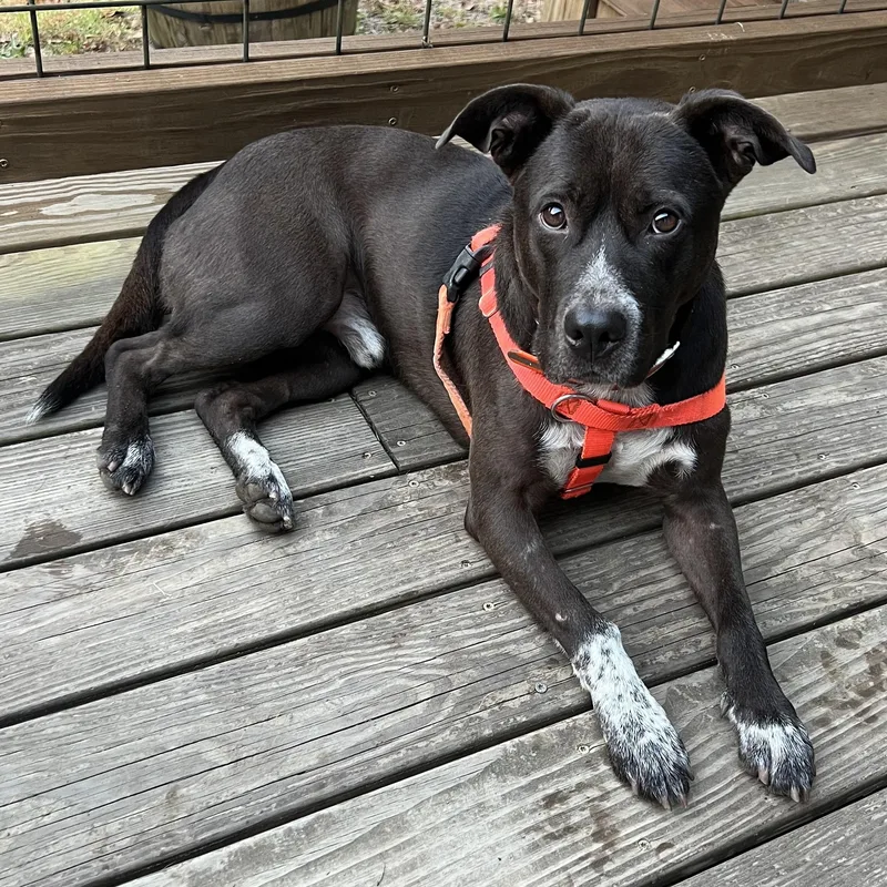 An adult medium-sized male Black Pit Bull Terrier dog named Boo for adoption in Cedar Mountain, NC