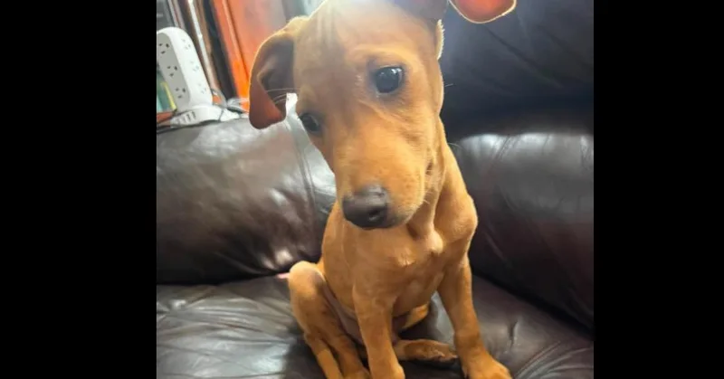 A baby medium-sized male Brown / Chocolate Hound dog named Sherlock for adoption in Valley Stream, NY