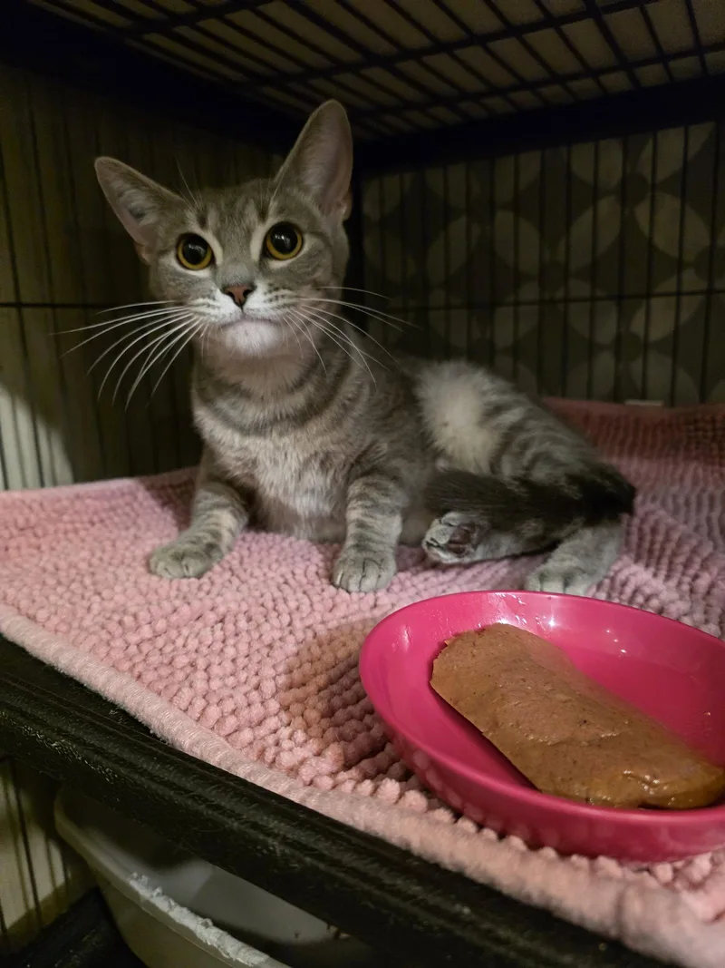 Poppy Petal thumbnail 2