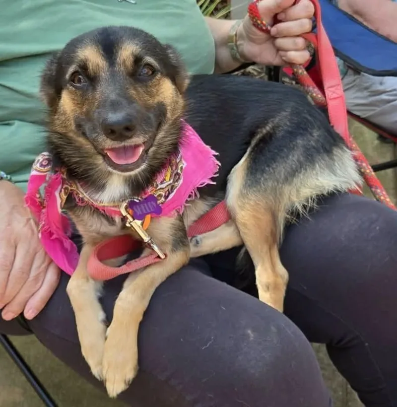 A young small-sized female Mixed Breed dog named Shelby for adoption in Matthews, NC