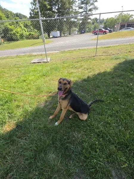 A young medium-sized female German Shepherd Dog dog named Kali for adoption in Cleveland, TN