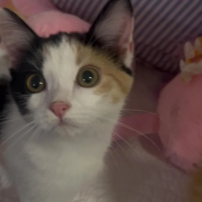 Lacey thumbnail 2