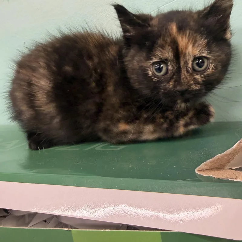 A baby medium-sized female Tortoiseshell Domestic Short Hair cat named Jordyn for adoption in Hudson, NY