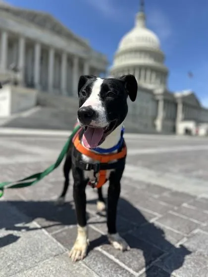 An adult large-sized male Mixed Breed dog named Chuck Norris for adoption in West Chester, PA