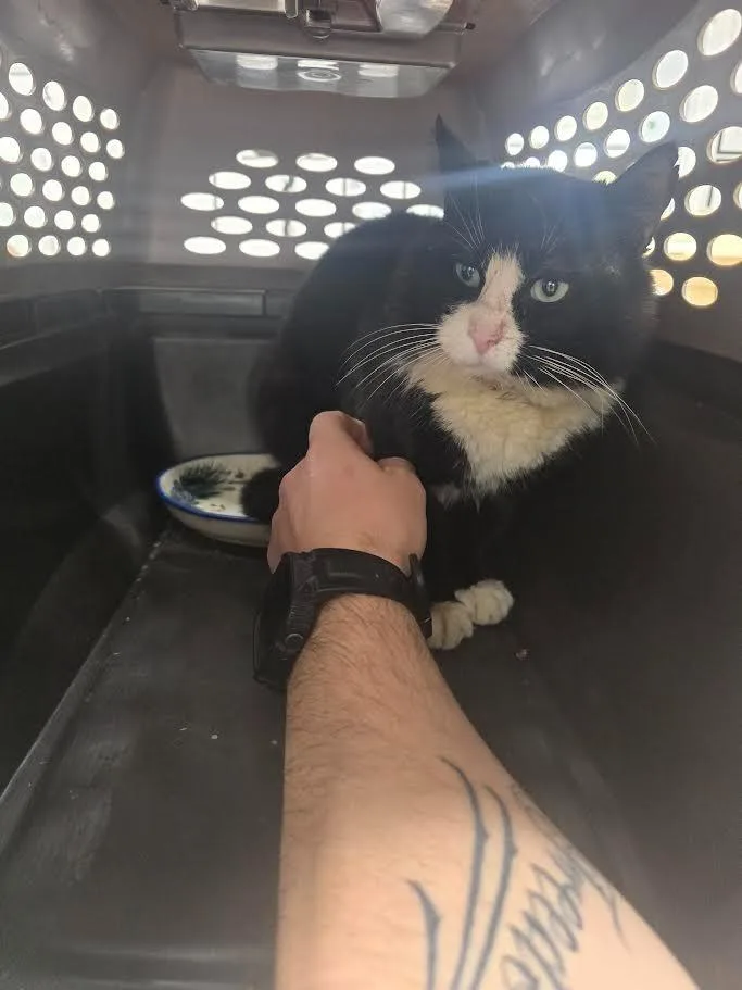 An adult large-sized male Domestic Short Hair cat named Titus for adoption in Glenfield, NY