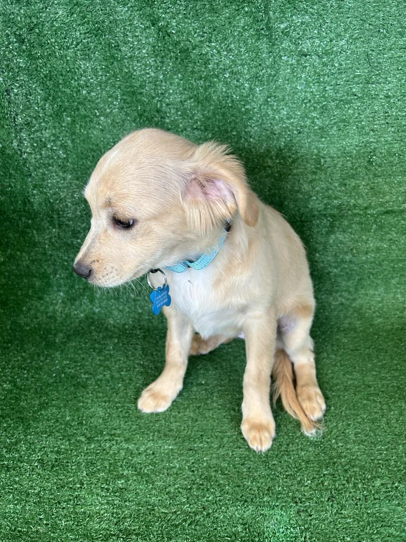 A young small-sized female Apricot / Beige Mixed Breed dog named Alice for adoption in San Ysidro, CA