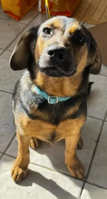 A baby medium-sized male Bicolor Beagle dog named Slider for adoption in Pleasant Valley, NY