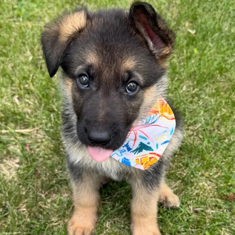 A baby large-sized male Black German Shepherd Dog dog named Gary for adoption in Mazon, IL