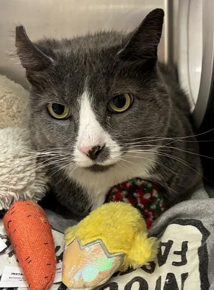 A senior small-sized male Domestic Short Hair cat named Po for adoption in New Albany, IN