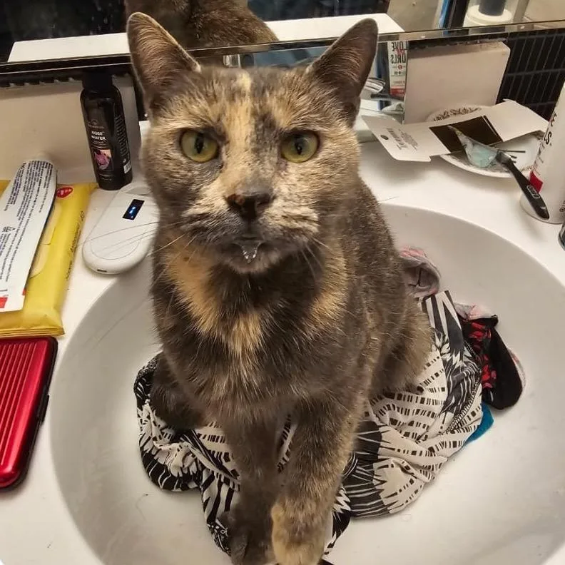 An adult medium-sized female Tortoiseshell Domestic Short Hair cat named Tori for adoption in Middle Village, NY