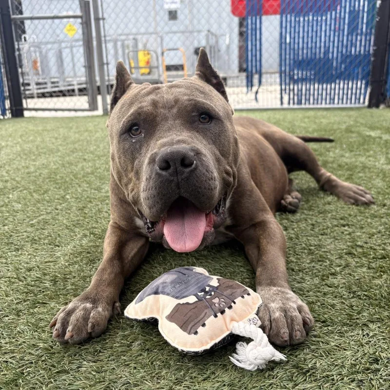 An adult large-sized female Brindle Pit Bull Terrier dog named Fiona for adoption in Long Beach, CA