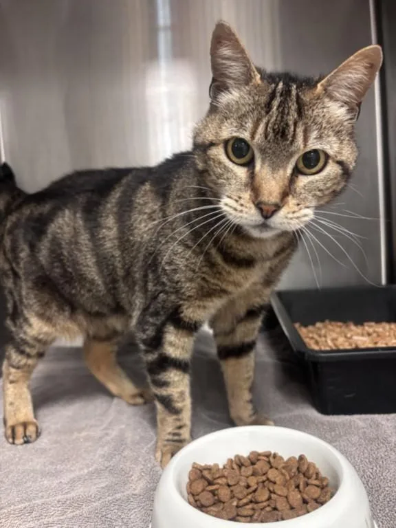 An adult small-sized female Domestic Short Hair cat named Galadriel for adoption in Norco, CA