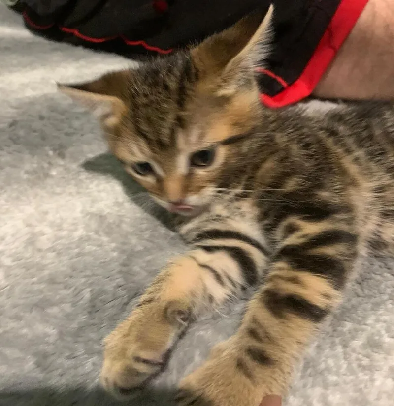 A baby small-sized male Tabby cat named Rudy for adoption in Calimesa, CA