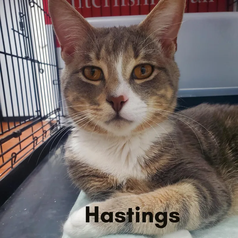 A young medium-sized male Tabby (Buff / Tan / Fawn) Domestic Short Hair cat named Hastings for adoption in New Haven, CT