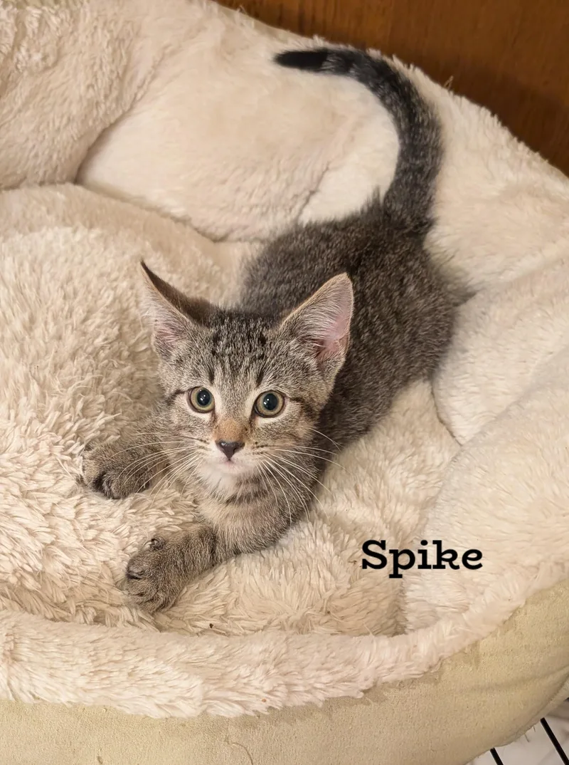 A young small-sized male Domestic Short Hair cat named Spike for adoption in Morgantown, WV