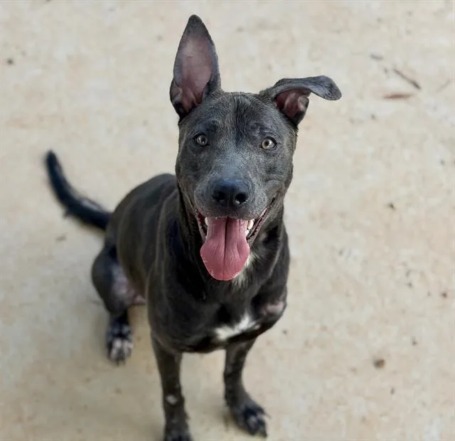 A young large-sized female Pit Bull Terrier dog named Sky for adoption in Charlotte, NC