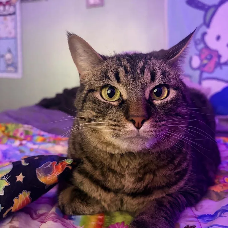 An adult small-sized male Brown / Chocolate Domestic Short Hair cat named Rico for adoption in Brevard, NC