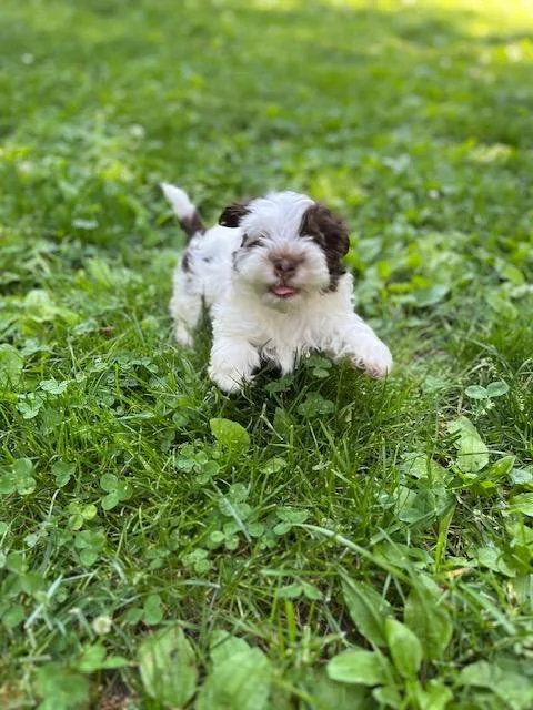 A baby small-sized female Bichon Frise dog named Smore for adoption in Havertown, PA