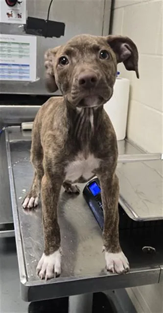 A baby small-sized female Pit Bull Terrier dog named A for adoption in Fayetteville, NC