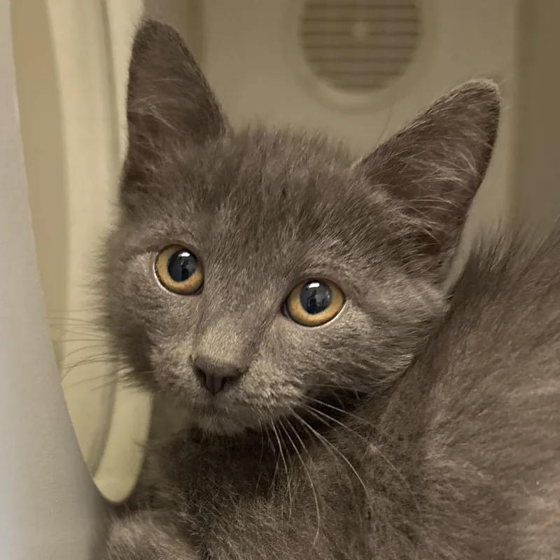 A baby small-sized male Domestic Short Hair cat named English Muffin for adoption in Naperville, IL