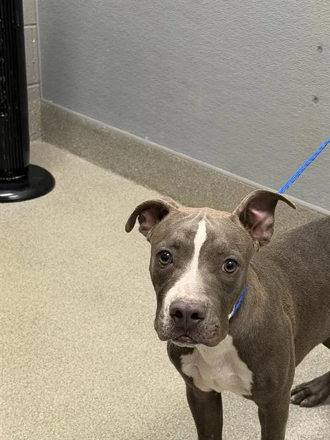 A young large-sized male Pit Bull Terrier dog named Pigglet for adoption in Las Vegas, NV