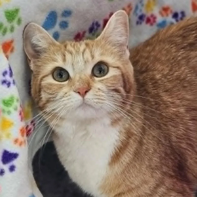 An adult medium-sized female Orange / Red Domestic Short Hair cat named 106618 for adoption in Las Cruces, NM