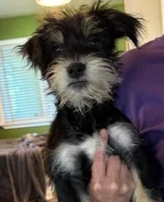 A baby small-sized male Black Shih poo dog named Dallas for adoption in Pasco, WA