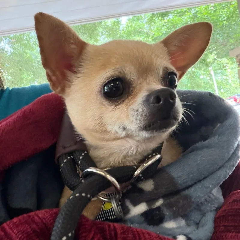 An adult small-sized female Yellow / Tan / Blond / Fawn Mixed Breed dog named StrayVeteransParkwayDoubleChurchesRoad for adoption in Columbus, GA