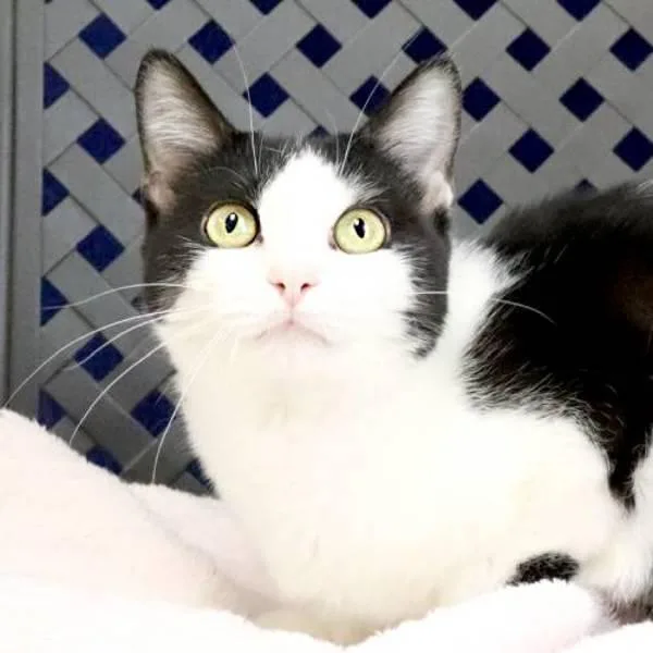 Jackie Cheese thumbnail 2