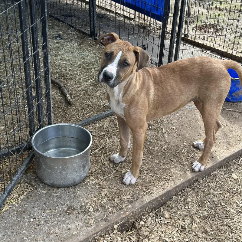 A young large-sized female American Bully dog named Frannie for adoption in Texarkana, TX