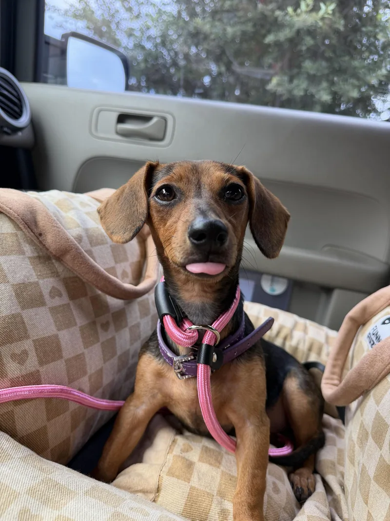 A baby small-sized female Dachshund dog named Fanny for adoption in Pflugerville, TX