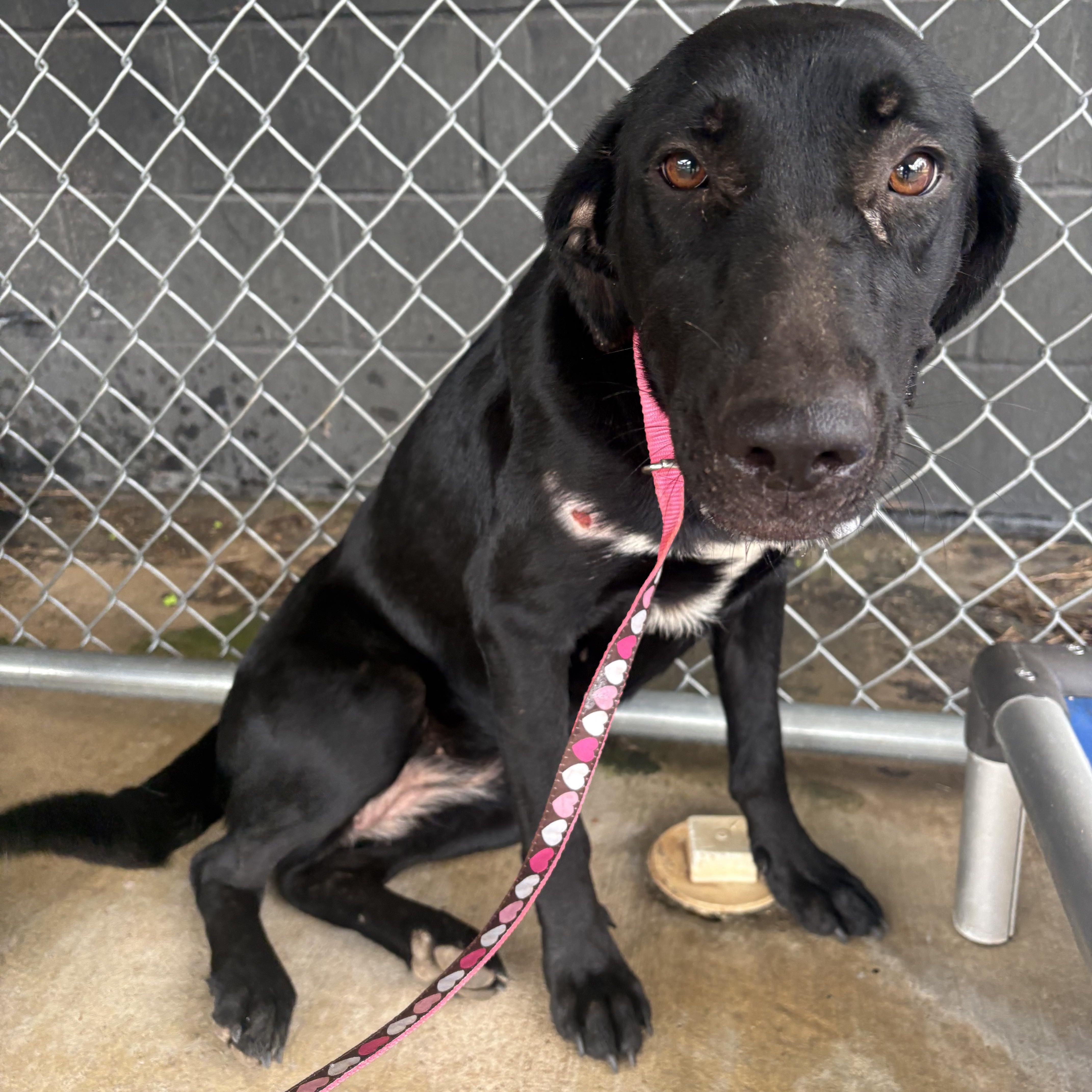 An adult medium-sized female Black Labrador Retriever dog named May for adoption in Monticello, GA
