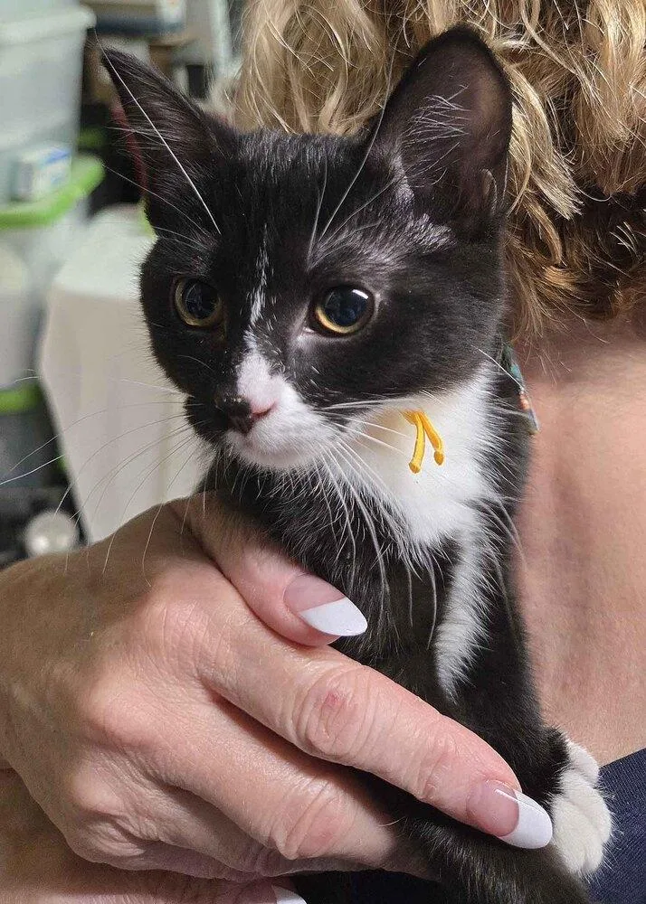 A baby small-sized female Domestic Long Hair cat named Rosie for adoption in Broomfield, CO