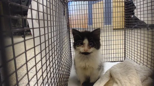 A baby small-sized female Domestic Short Hair cat named Mango for adoption in Miami, FL