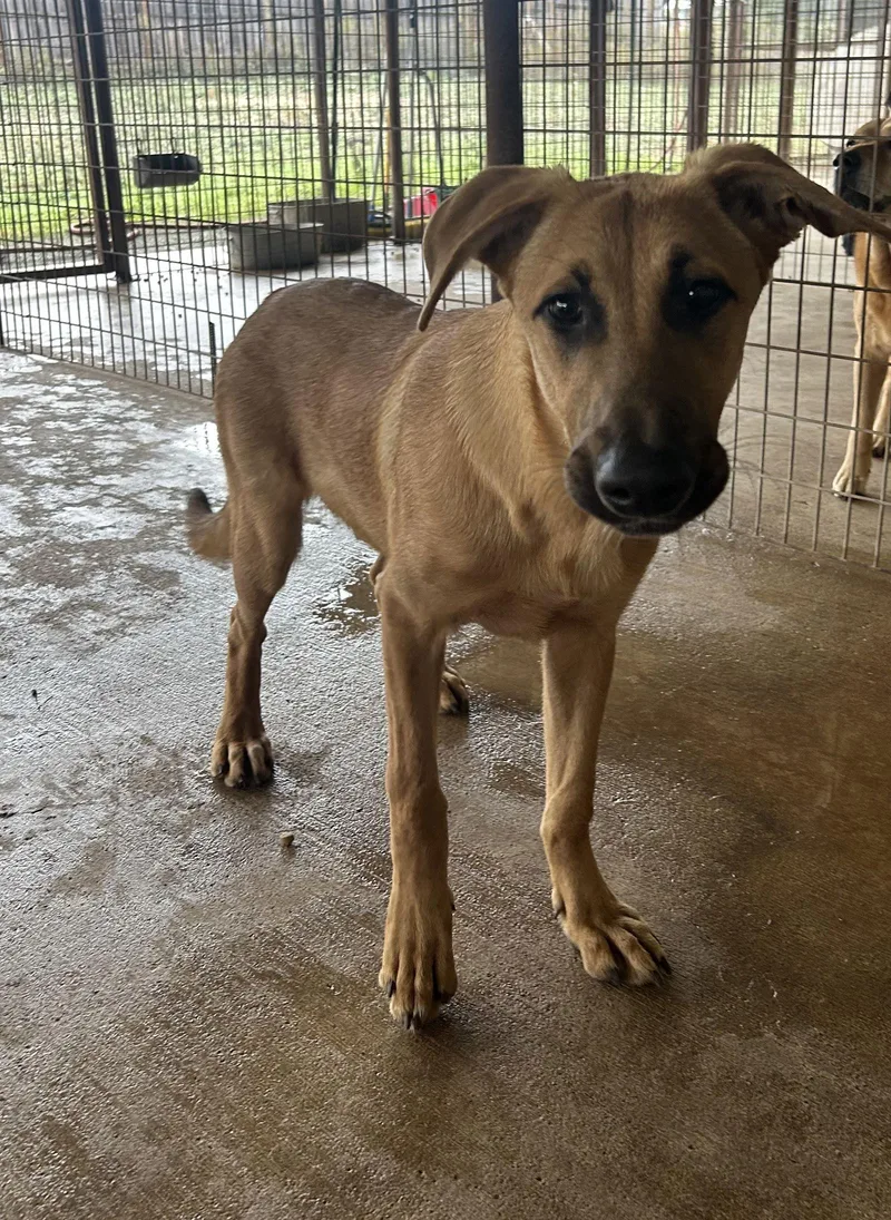 Little Brownie thumbnail 2