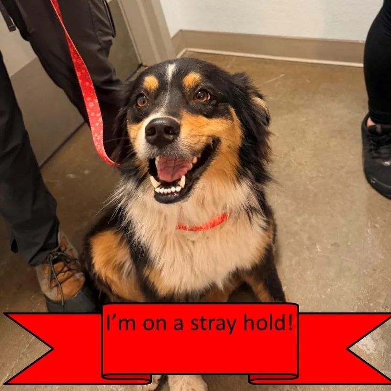 A young medium-sized female Black Australian Shepherd dog named Daisy for adoption in Tulsa, OK